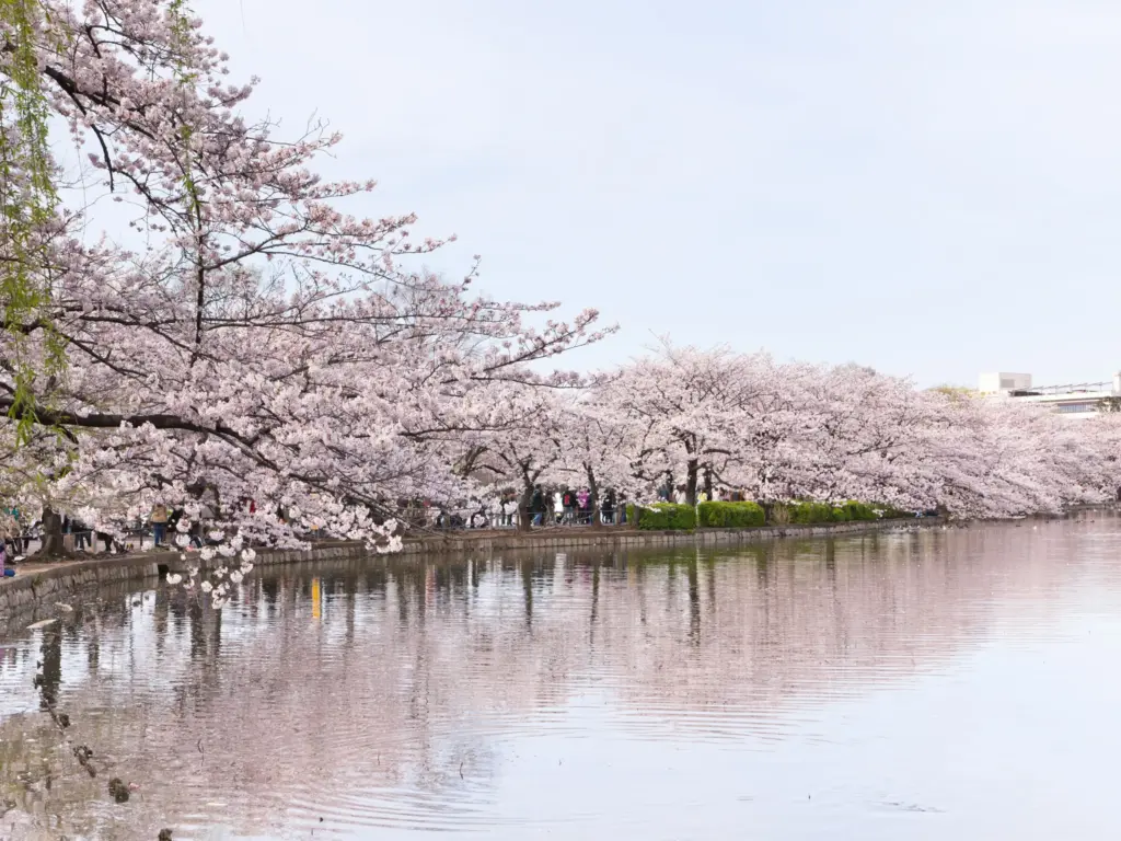 Cherry blossoms in full bloom along the water at Ueno Park in Tokyo, Japan