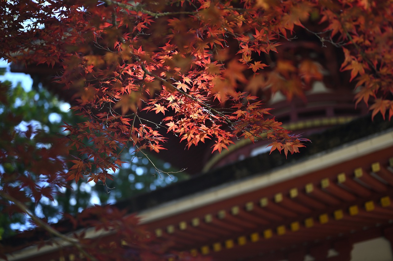Explore Japan in Autumn – Japanese Temple Framed by Red Maple Leaves